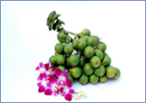 Roni Thailand Burma top exporter chalia supari betel nut